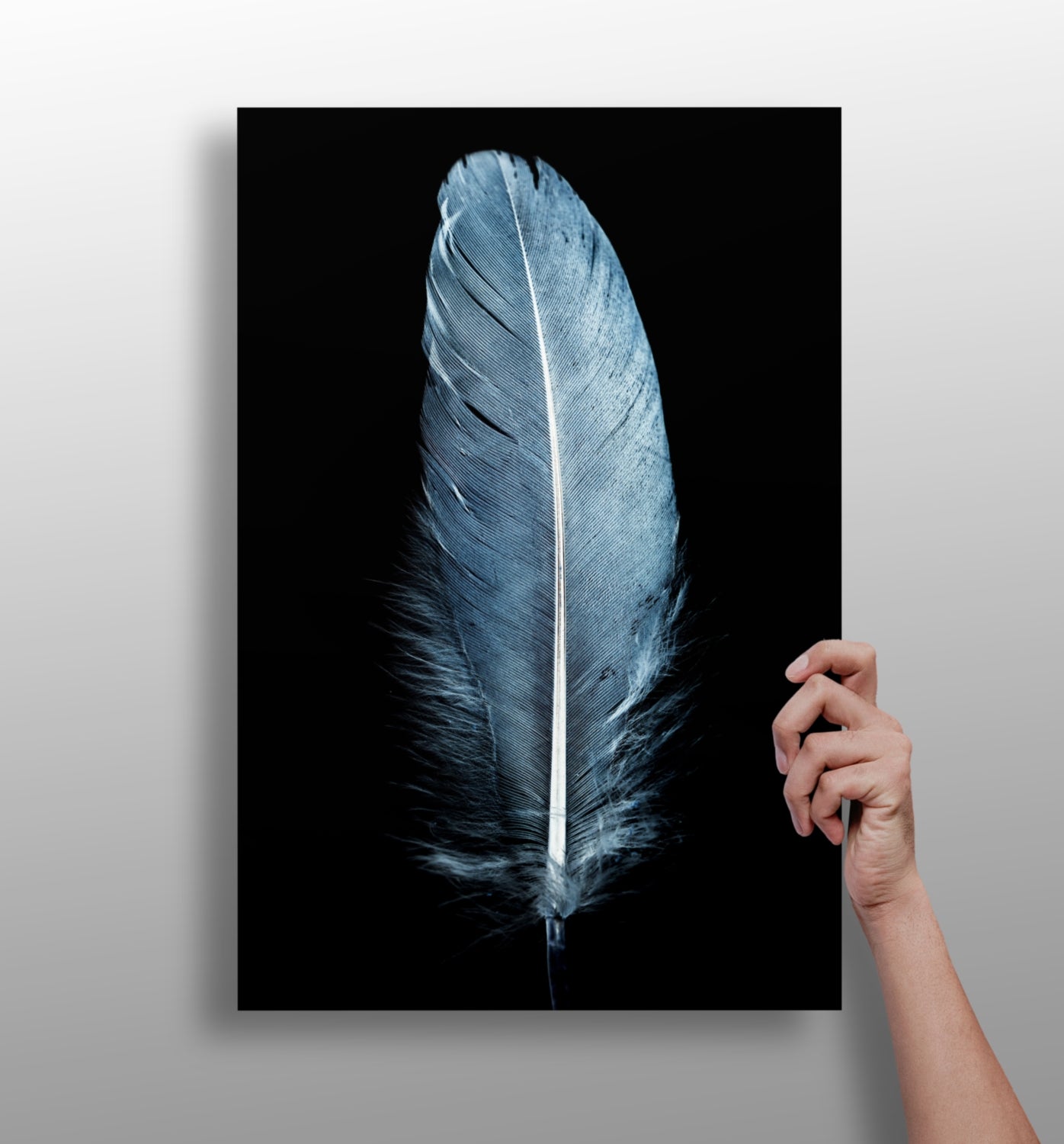 Blue Feather Aluminum Print