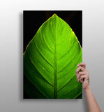 Green Leaf Aluminum Print