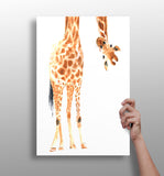 Giraffe Aluminum Print