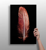 Red Feather Aluminum Print