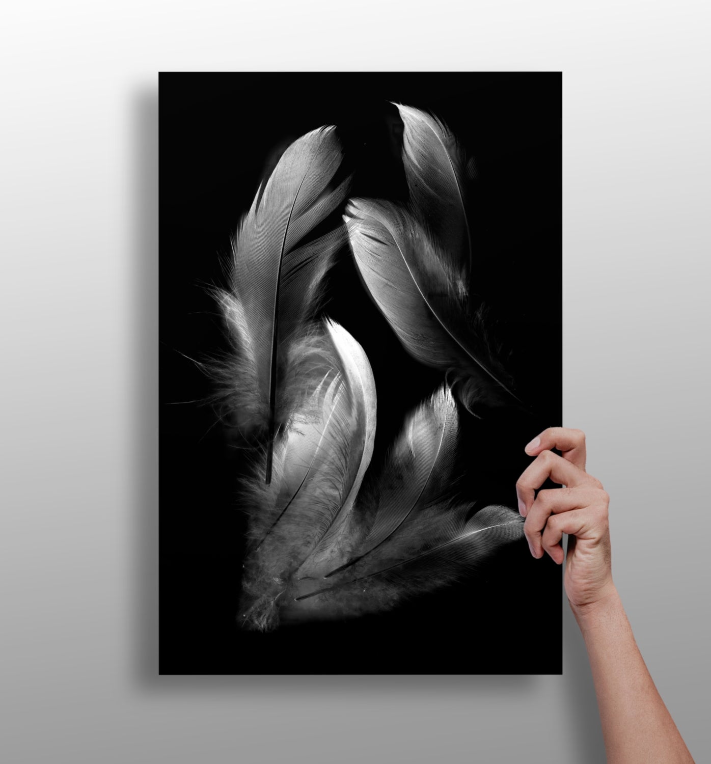 Feathers Aluminum Print