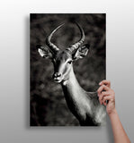 Antilope Aluminum Print