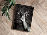 Antilope Aluminum Print