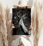 Antilope Aluminum Print