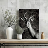 Antilope Aluminum Print