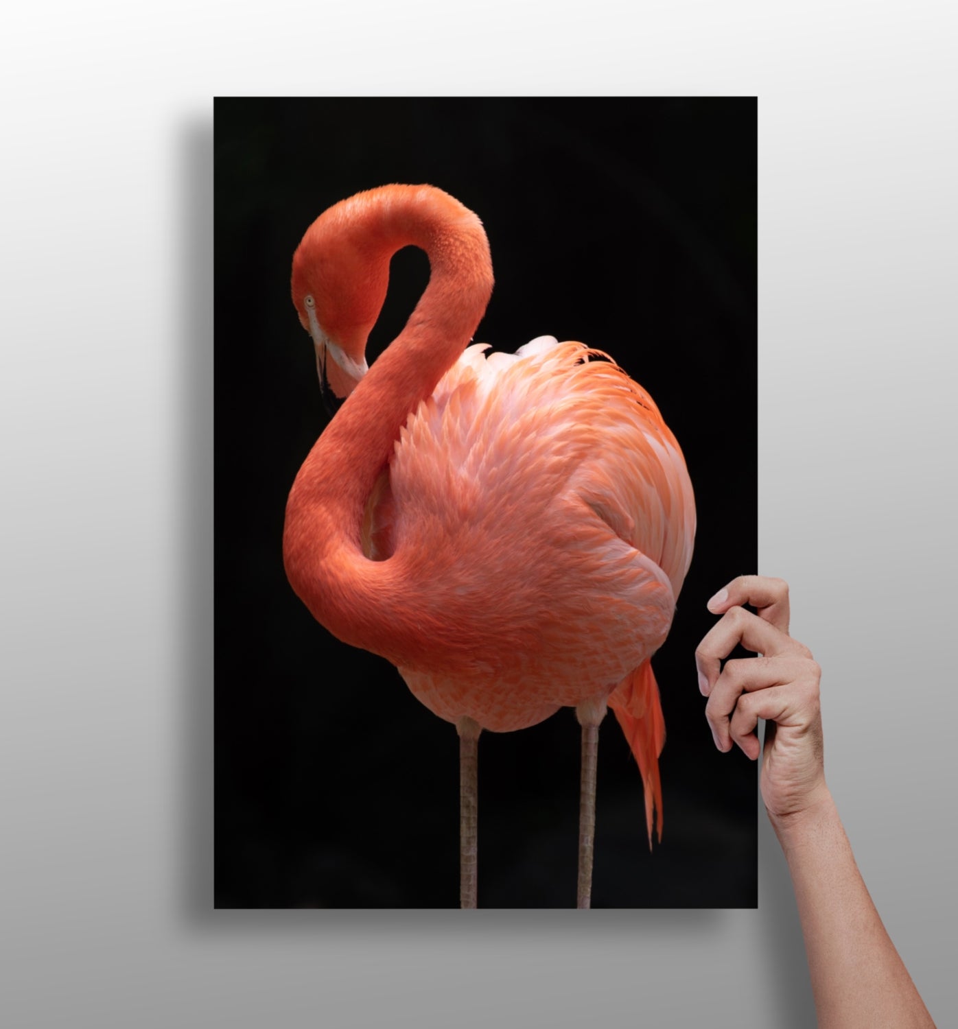 Flamingo Aluminum Print