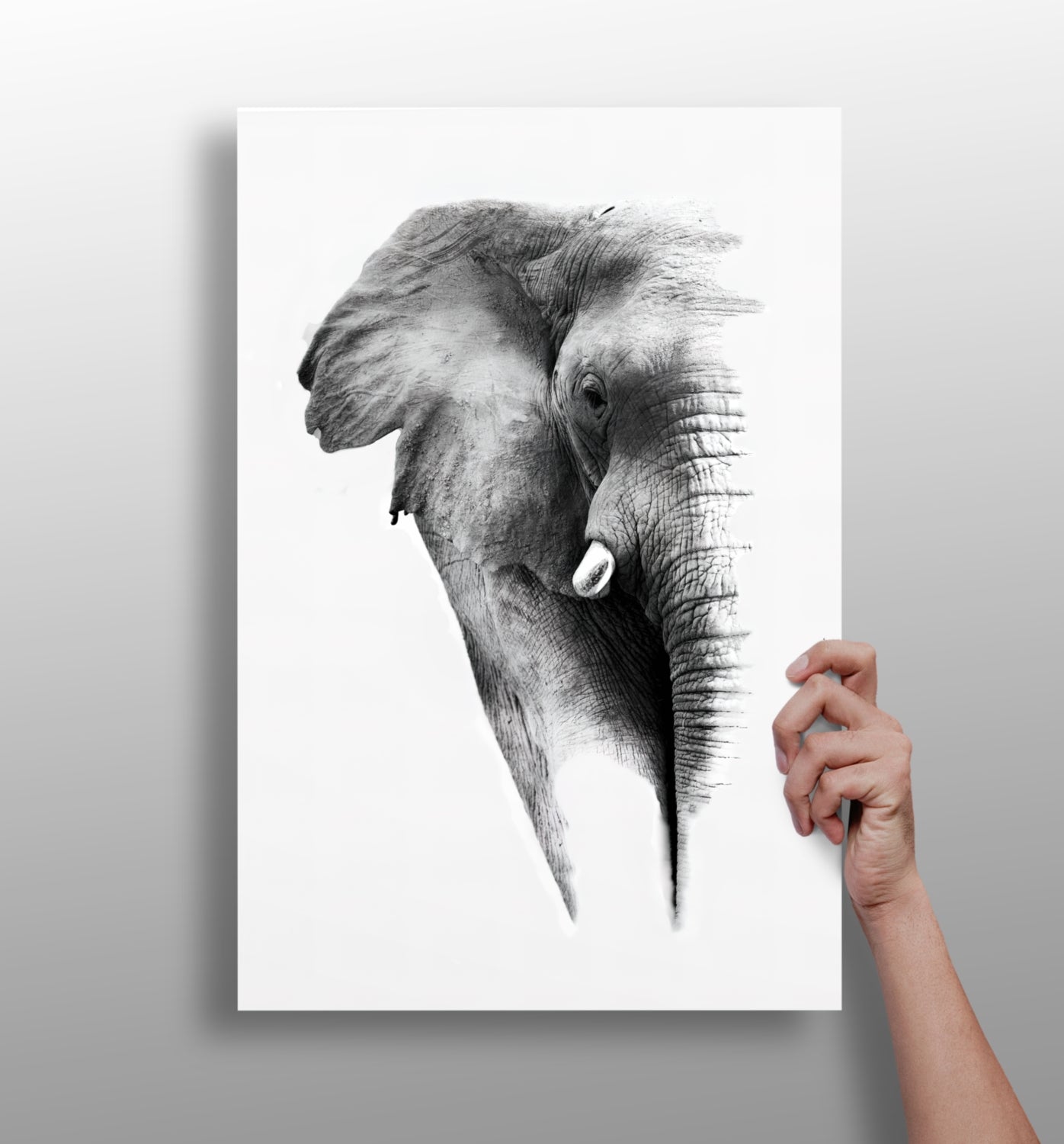 Elephant Aluminum Print