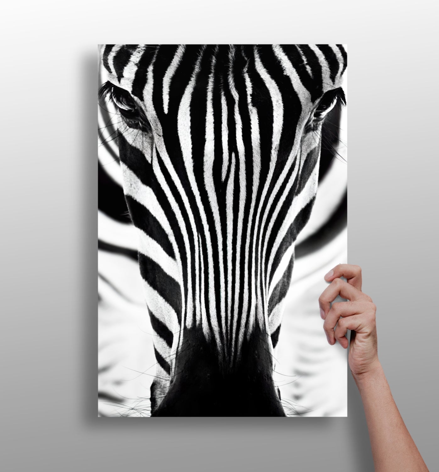 Zebra Portrait Aluminum Print