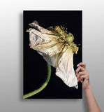 Flower Aluminum Print