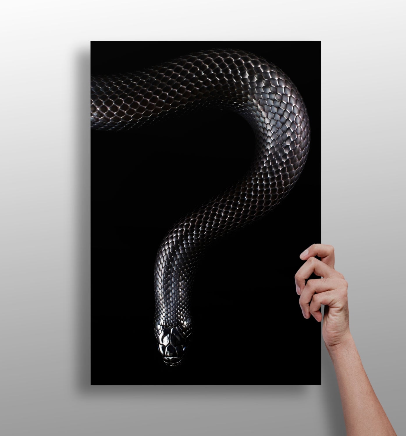 Black Snake Aluminum Print