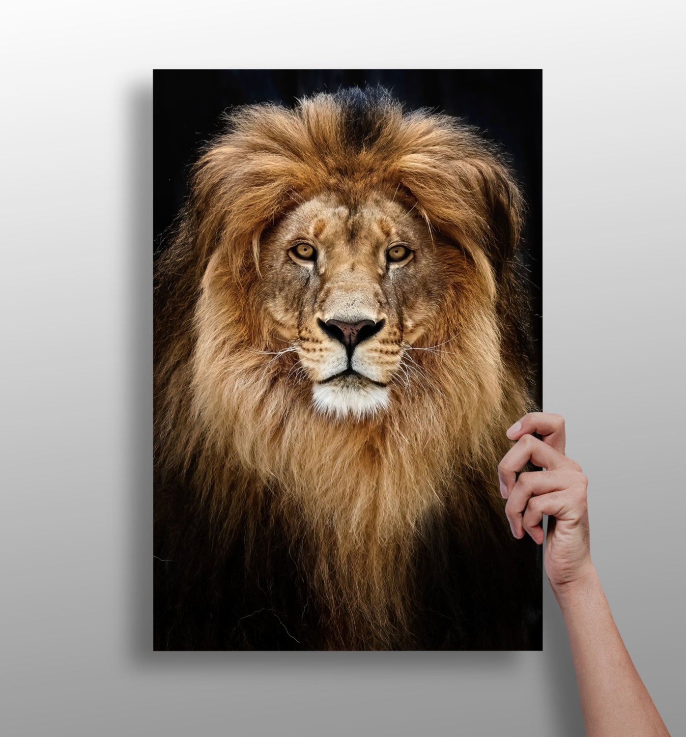 Lion Aluminum Print