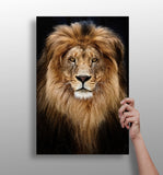 Lion Aluminum Print