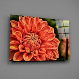 Orange Gerbera Glass Wall Art