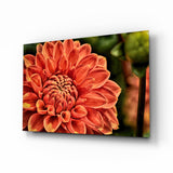 Orange Gerbera Glass Wall Art