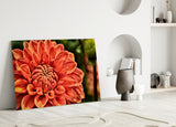 Orange Gerbera Glass Wall Art