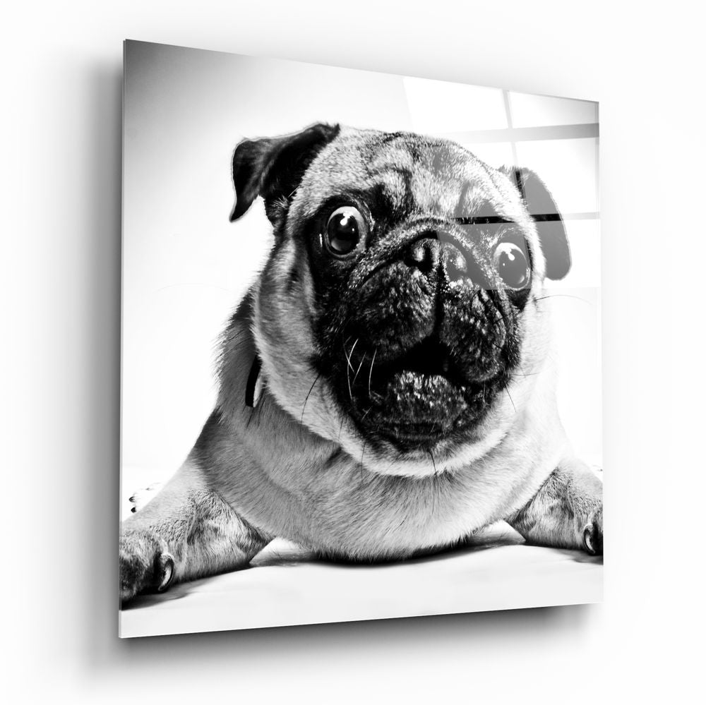 Pug Glass Wall Art