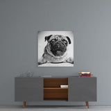 Pug Glass Wall Art