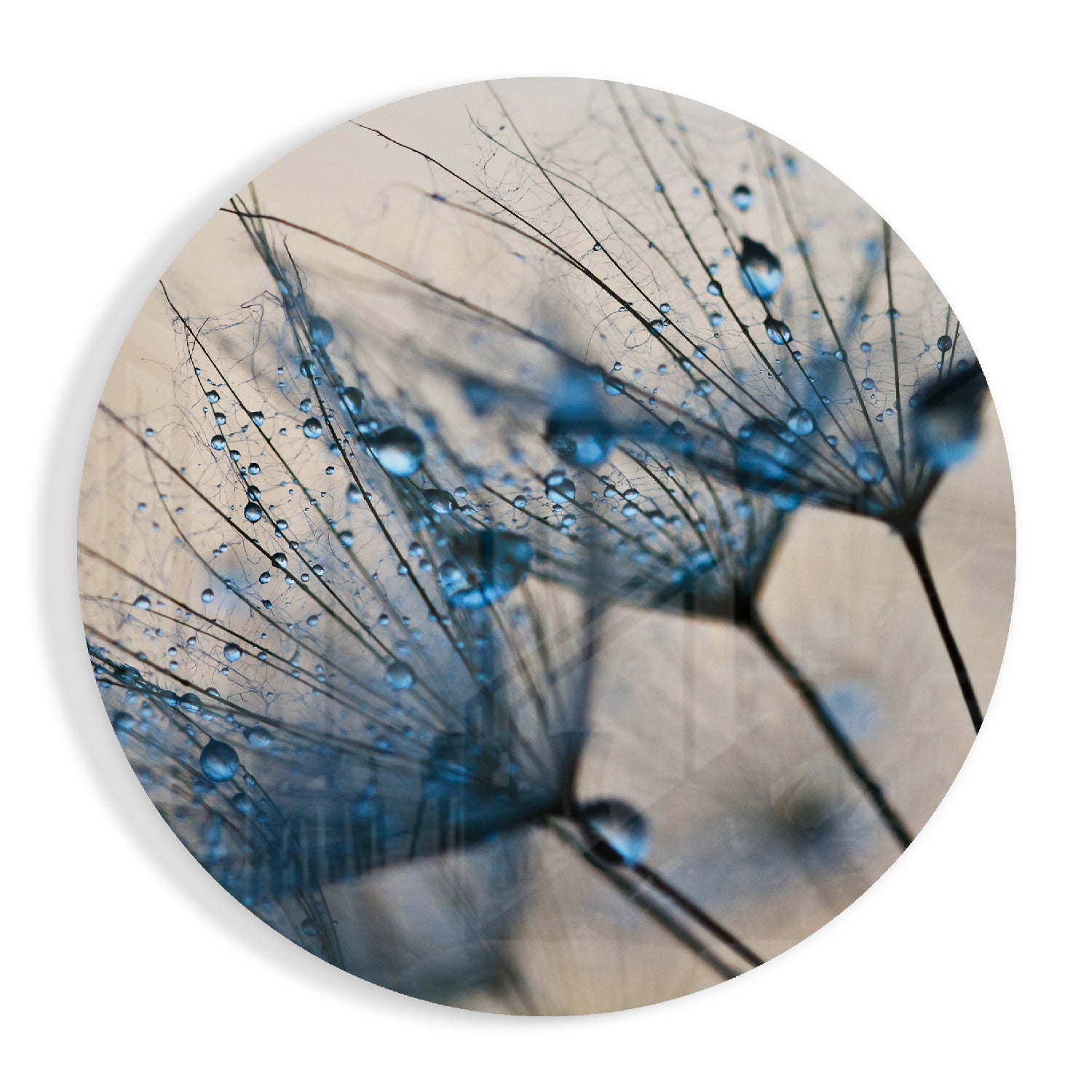 Dandelion Glass Wall Art